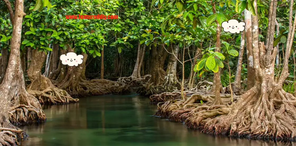 Hutan Bakau Benteng Alam