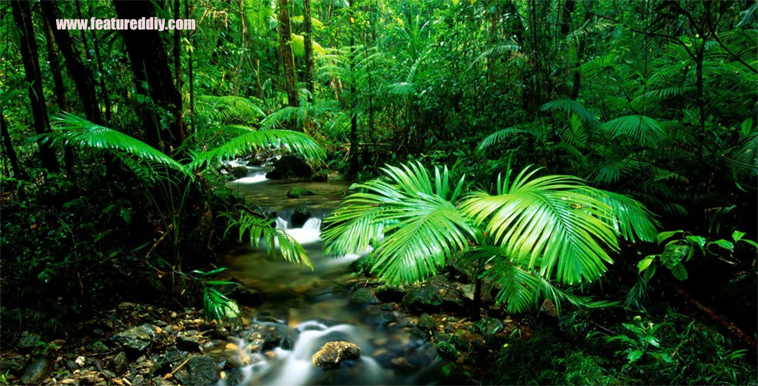 Hutan Daintree Permata Alam