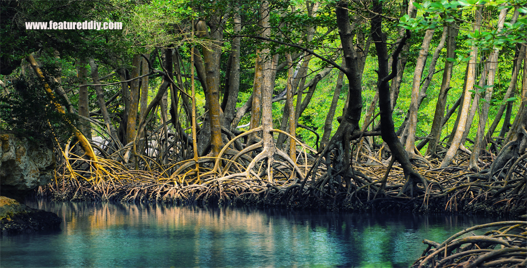 Hutan Mangrove Ekosistem Vital