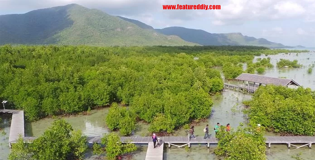 Hutan Mangrove Karimunjawa Perlu Dilestarikan