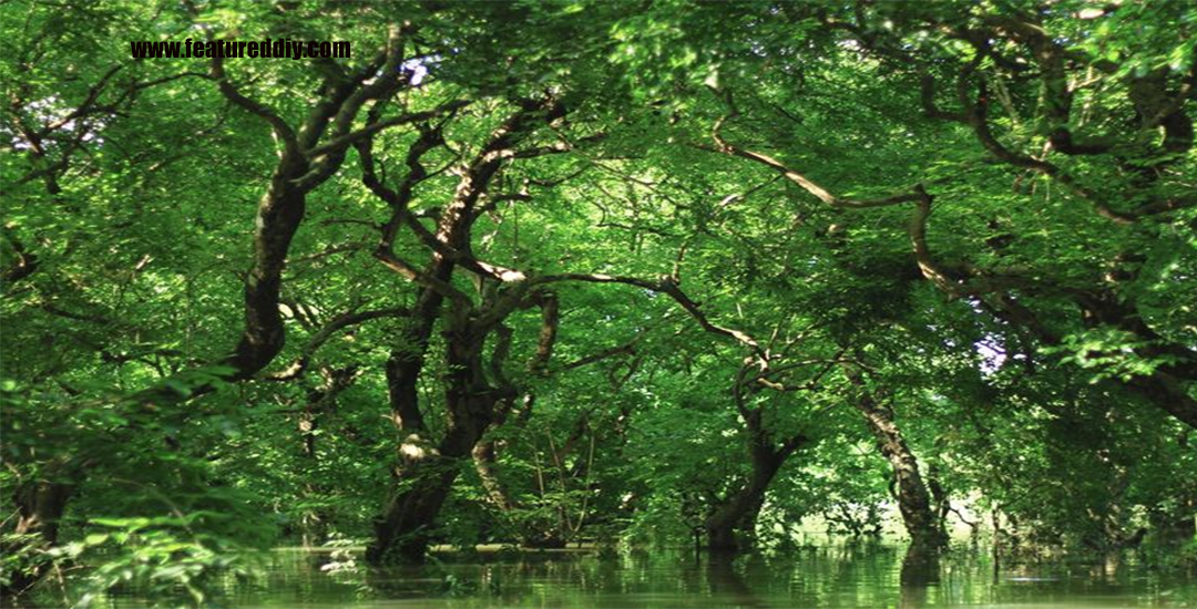 Hutan Rawa Ekosistem Unik