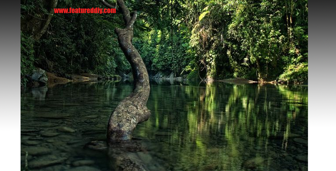 Hutan Hujan Tropis