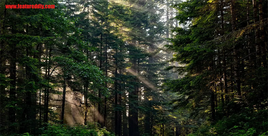 Hutan Kepulauan Karimata