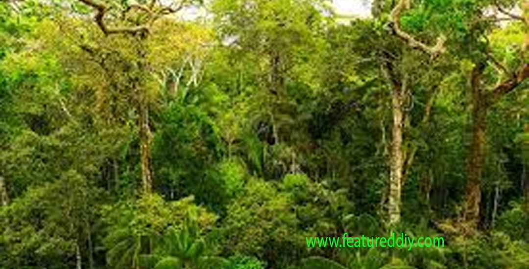 Hutan Heterogen Keanekaragaman