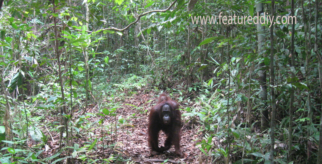 Hutan Lindung Sungai Wain