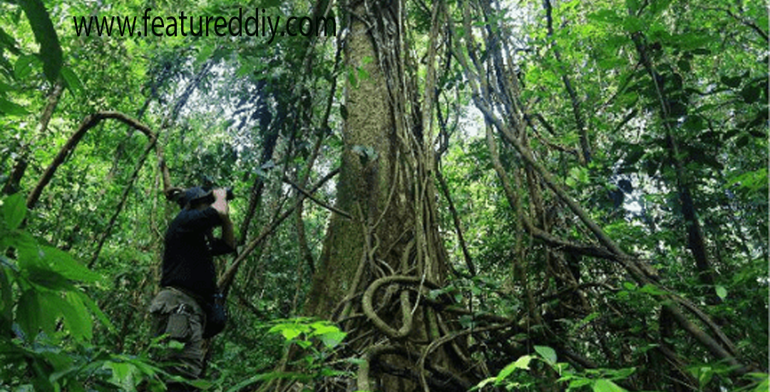 Hutan Suaka Alam Pelestarian