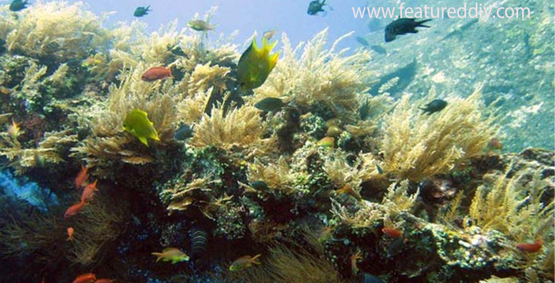 Taman Bawah Laut Tulamben