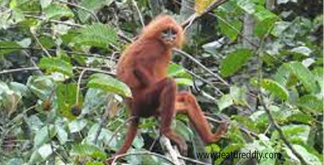 Hutan Lindung Wehea Keajaiban