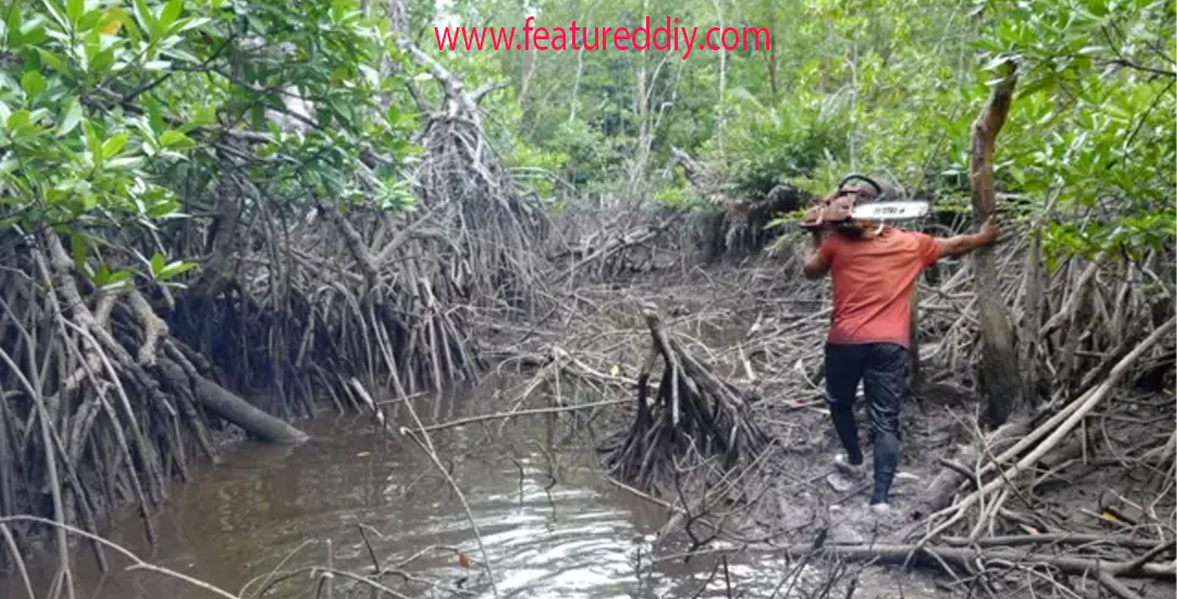 Hutan Mangrove Terancam Hilang