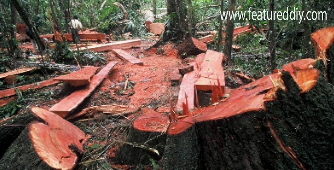 Penebangan Hutan Dalam Skala