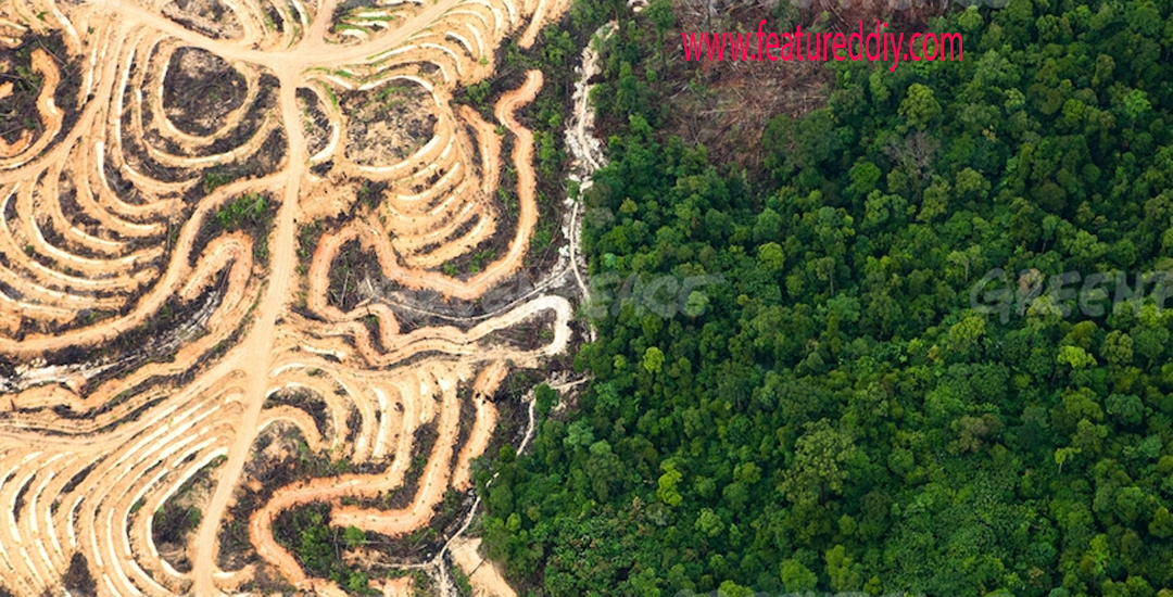 Penebangan Hutan dalam Skala