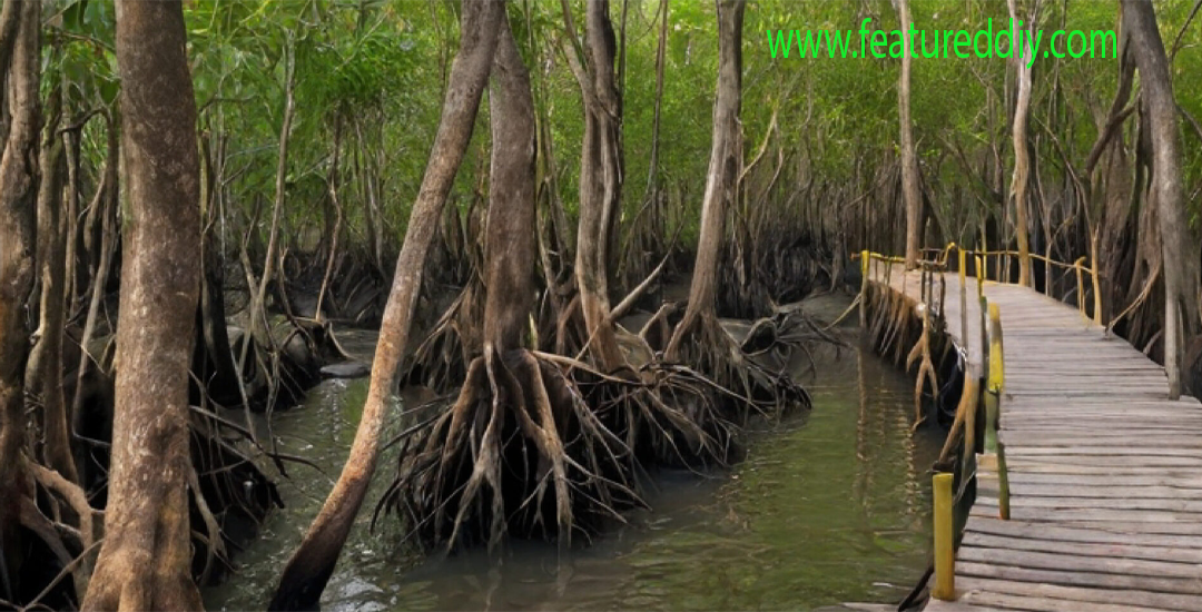 Hutan Bakau Keajaiban Ekosistem