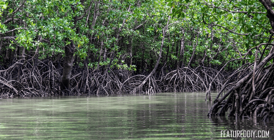 mangrove